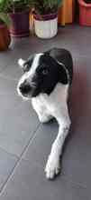 OREO, Hund, Mischlingshund in Edenkoben - Bild 17