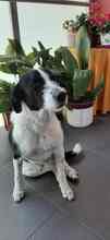 OREO, Hund, Mischlingshund in Edenkoben - Bild 18