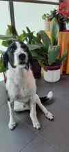 OREO, Hund, Mischlingshund in Edenkoben - Bild 19
