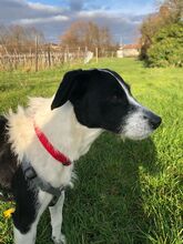 OREO, Hund, Mischlingshund in Edenkoben - Bild 2