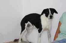 OREO, Hund, Mischlingshund in Edenkoben - Bild 20