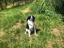OREO, Hund, Mischlingshund in Edenkoben - Bild 3