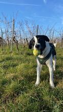 OREO, Hund, Mischlingshund in Edenkoben - Bild 4