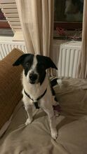 OREO, Hund, Mischlingshund in Edenkoben - Bild 5