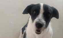 OREO, Hund, Mischlingshund in Edenkoben - Bild 7