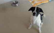 OREO, Hund, Mischlingshund in Edenkoben - Bild 8