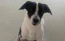 OREO, Hund, Mischlingshund in Edenkoben - Bild 9