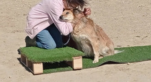 LUCY, Hund, Border Collie-Mix in Spanien - Bild 10