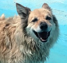 LUCY, Hund, Border Collie-Mix in Spanien - Bild 13