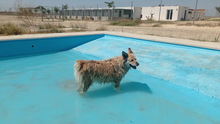 LUCY, Hund, Border Collie-Mix in Spanien - Bild 14