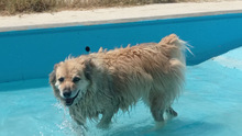 LUCY, Hund, Border Collie-Mix in Spanien - Bild 17