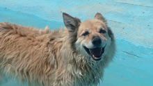 LUCY, Hund, Border Collie-Mix in Spanien - Bild 18