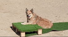 LUCY, Hund, Border Collie-Mix in Spanien - Bild 19