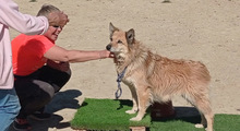 LUCY, Hund, Border Collie-Mix in Spanien - Bild 20