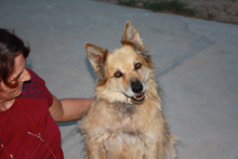 LUCY, Hund, Border Collie-Mix in Spanien - Bild 5