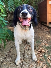 RENATA, Hund, Mischlingshund in Griechenland - Bild 2