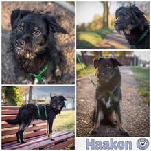 HAAKON, Hund, Mischlingshund in Havelsee