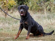 TAZ, Hund, Rottweiler-Mix in Ungarn - Bild 1