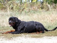 TAZ, Hund, Rottweiler-Mix in Ungarn - Bild 10