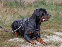 TAZ, Hund, Rottweiler-Mix in Ungarn - Bild 11