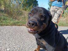 TAZ, Hund, Rottweiler-Mix in Ungarn - Bild 12