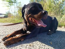 TAZ, Hund, Rottweiler-Mix in Ungarn - Bild 13