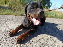 TAZ, Hund, Rottweiler-Mix in Ungarn - Bild 14