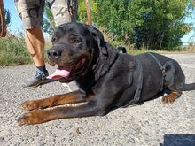 TAZ, Hund, Rottweiler-Mix in Ungarn - Bild 15