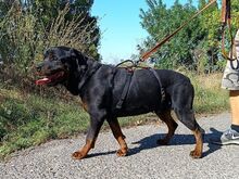 TAZ, Hund, Rottweiler-Mix in Ungarn - Bild 16