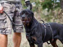 TAZ, Hund, Rottweiler-Mix in Ungarn - Bild 2