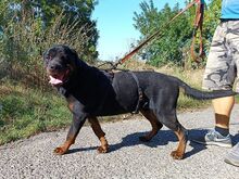 TAZ, Hund, Rottweiler-Mix in Ungarn - Bild 3