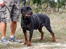 TAZ, Hund, Rottweiler-Mix in Ungarn - Bild 4