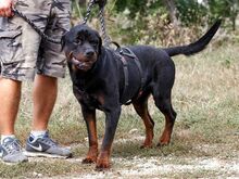 TAZ, Hund, Rottweiler-Mix in Ungarn - Bild 5