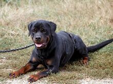 TAZ, Hund, Rottweiler-Mix in Ungarn - Bild 6