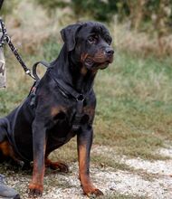 TAZ, Hund, Rottweiler-Mix in Ungarn - Bild 7