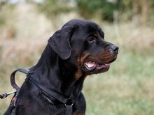 TAZ, Hund, Rottweiler-Mix in Ungarn - Bild 8