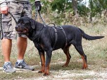 TAZ, Hund, Rottweiler-Mix in Ungarn - Bild 9