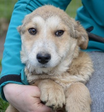 BELLA, Hund, Mischlingshund in Rumänien