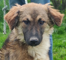 FORTIS, Hund, Mischlingshund in Rumänien