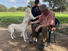 MATHEA, Hund, Herdenschutzhund-Mix in Italien - Bild 2