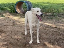 MATHEA, Hund, Herdenschutzhund-Mix in Italien - Bild 3