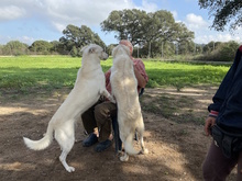 MATHEA, Hund, Herdenschutzhund-Mix in Italien - Bild 4