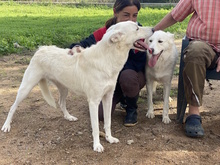 MATHEA, Hund, Herdenschutzhund-Mix in Italien - Bild 5