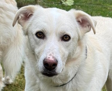 MATHEA, Hund, Herdenschutzhund-Mix in Radevormwald