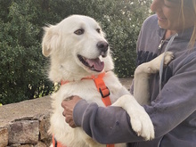 MILENA, Hund, Herdenschutzhund-Mix in Italien - Bild 2