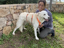 MILENA, Hund, Herdenschutzhund-Mix in Italien - Bild 5