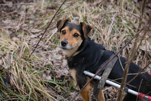 ROBY2, Hund, Mischlingshund in Kroatien - Bild 1