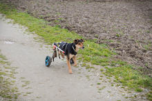 ROBY2, Hund, Mischlingshund in Kroatien - Bild 2