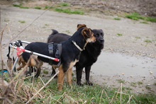 ROBY2, Hund, Mischlingshund in Kroatien - Bild 3