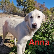 ANNA, Hund, Alabai-Mix in Linnich